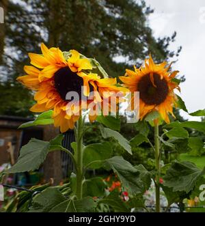 Fiori di sole in giardino amatoriale nello Yorkshire Foto Stock