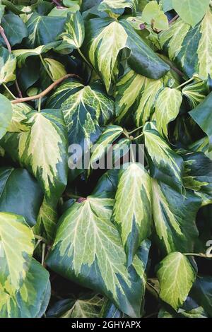 Hedera colchica ‘Suphur Heart’ Persian edera Sulphur Heart – foglie di verde scuro con spruzzi di verde medio e chiaro, agosto, Inghilterra, Regno Unito Foto Stock