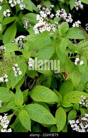 Heliotropium arborescens ‘Alba’ Heliotrope – grappoli a cupola di fiori bianchi profumati e foglie ruggite, agosto, Inghilterra, Regno Unito Foto Stock