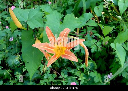Hemerocallis fulva arancio daylily – arancio fiore marrone con crema midbar, agosto, Inghilterra, Regno Unito Foto Stock