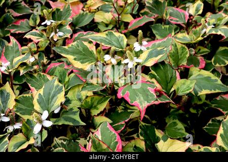 Houttuynia cordata menta di pesce «Chameleon» – racemi verticali di piccoli fiori gialli, foglie a forma di cuore verde medio con verde scuro, rosso, rosa e giallo Foto Stock