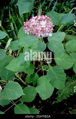 Hydrangea arborescens ‘Invincibelle Mini Mauvette’ hydrangea in miniatura – teste di fiore piccole con fiori rosa pallido e margini rosa profondi, agosto, Regno Unito Foto Stock