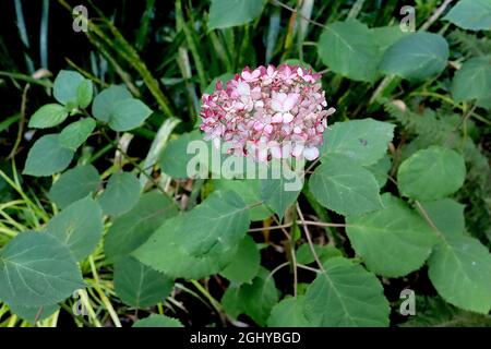 Hydrangea arborescens ‘Invincibelle Mini Mauvette’ hydrangea in miniatura – teste di fiore piccole con fiori rosa pallido e margini rosa profondi, agosto, Regno Unito Foto Stock