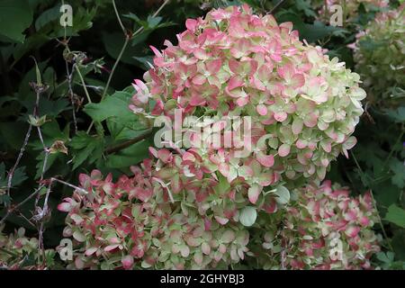 Hydrangea paniculata ‘limelight’ Hortensia limelight – gruppi conici di fiori di colore verde chiaro e rosa medio, agosto, Inghilterra, Regno Unito