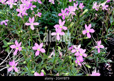 Isotoma axillaris ‘Fizz n Pop Pretty in Pink’ stella blu superriduttore Fizz n Pop Pretty in rosa – rosa medio a forma di stella con due occhi verdi pallidi, Foto Stock