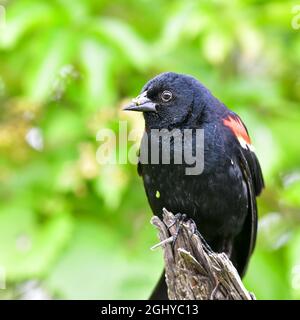 Songbird che si nutrono nel parco estivo Foto Stock