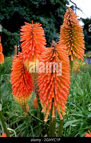 Knifofia uvaria ‘Nobilis’ poker Nobilis – gruppi di fiori densi di fiori tubolari di colore arancione profondo su steli alti, agosto, Inghilterra, Regno Unito Foto Stock