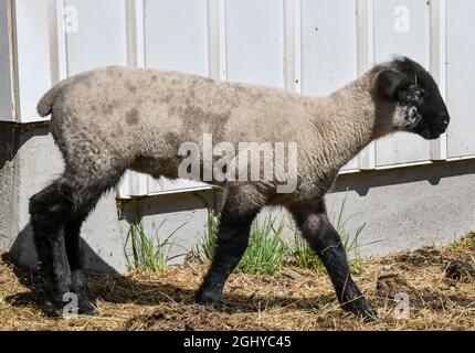 agnello piccolo che corre nella fattoria pascolo Foto Stock