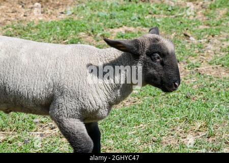 agnello piccolo che corre nella fattoria pascolo Foto Stock