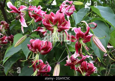 Lilium ‘Black Beauty’ fiori rosa scuro con margini bianchi e petali ad alta riflessione, agosto, Inghilterra, Regno Unito Foto Stock