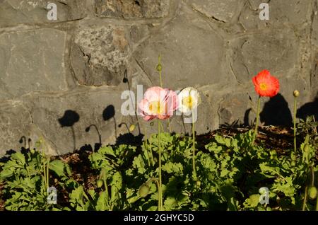 Fiore di papavero 'Islanda' rosa. Foto Stock