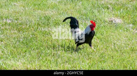 gallo bianco e nero che stringe nell'erba Foto Stock