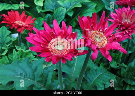 Primo piano di vista dei fiori rosa gerbera margherita Foto Stock