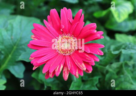 Primo piano vista a di gerbera rosa margherita fiore Foto Stock