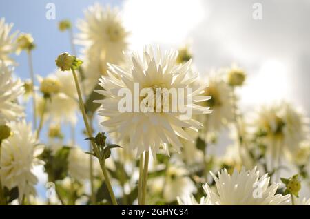 Bianco Cactus Dahlia Fiore. Foto Stock