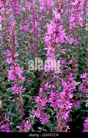 Lythrum virgatum ‘Dropmore Purple’ purple /wand loosestrife Dropmore Purple - racemi verticali di fiori rosa violetto con striscia rosa scuro Foto Stock