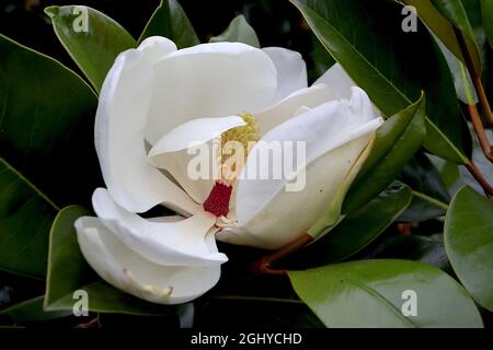 Magnolia sieboldii Chinese magnolia – fiori di magnolia bianchi di medie dimensioni con stampe cremisi, agosto, Inghilterra, Regno Unito Foto Stock