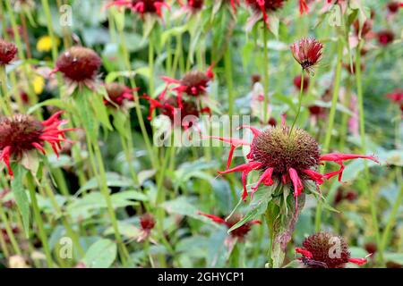 Monarda didima ‘Cambridge Scarlet’ Bee Balm Cambridge Scarlet - fiocchi di fiori rossi e grandi foglie di ovato verde scuro, agosto, Inghilterra, Regno Unito Foto Stock