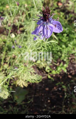 Nigella papillosa / hispanica Midnight Love-in-a-Mist Midnight - singolo fiore blu profondo, gruppo di rosso viola nero montante, agosto, Inghilterra Foto Stock