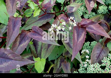 Persicaria Microcephala ‘Red Dragon’ Knotweed Red Dragon – foglie viola a forma di lancia a punta con centro nero e margini bianchi, agosto, Regno Unito Foto Stock