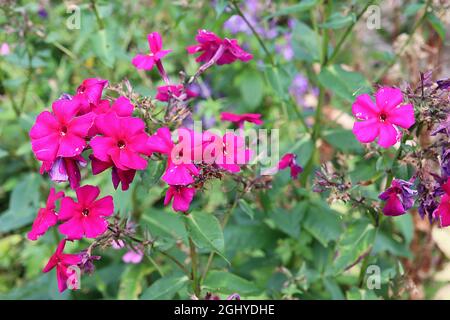 Phlox paniculata ‘Early Magenta’ Phlox perenne Magenta – grappoli a cupola di fiori magenta con centro rosso, agosto, Inghilterra, Regno Unito Foto Stock