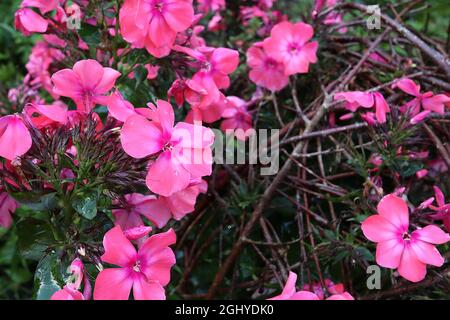 Phlox paniculata ‘Windsor’ perenne phlox Windsor - grappoli a cupola di fiori rosa corallo con debole alone bianco e centro rosa profondo, agosto, Inghilterra, Foto Stock
