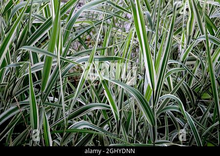 Pleioblastus fortunei ‘Variegata’ nana bambù a strisce bianche – foglie di crema pallida con strisce verdi medie e scure, agosto, Inghilterra, Regno Unito Foto Stock