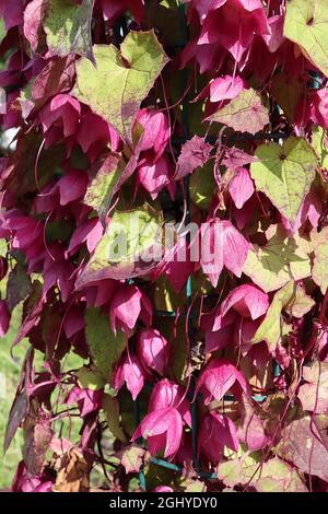 Rhodiditichon atrosanguineus SEPALS AND LEAVES ONLY violacea vite – cremisi bicchierino seals e cuore-a forma di verde chiaro lascia margini di cremisi Foto Stock