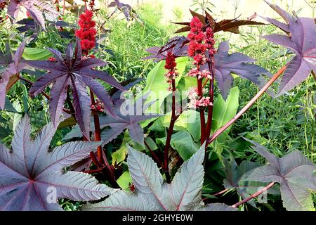 Ricinis communis Carmencita olio di ricino Carmencita – boccioli ovali di fiori rosa appuntiti, piccoli grappoli di fiori bianchi, grandi foglie di palmately lobed, Foto Stock