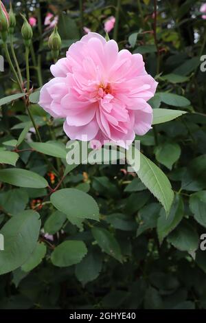 Rosa ‘Mortimer Sackler’ (rosa arbusti) Rose Mortimer Sackler – doppio fiore rosa morbido con petali interni corti, agosto, Inghilterra, Regno Unito Foto Stock