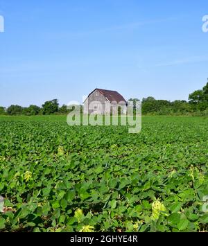 Campagna rurale tempo e vecchio fienile Foto Stock