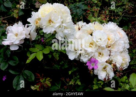 Rosa ‘prosperità’ (rosa arbusti) Rose prosperità - grandi grappoli di fiori bianchi semi-doppi sciolti, agosto, Inghilterra, Regno Unito Foto Stock