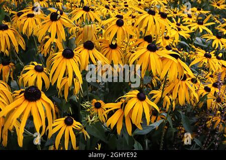 Rudbeckia fulgida var sullivantii ‘Goldsturm’ Susan Goldsturm – fiori gialli a margherita con lunghi petali snelli e cupole nere al centro, Foto Stock