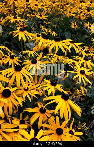 Rudbeckia fulgida var sullivantii ‘Goldsturm’ Susan Goldsturm – fiori gialli a margherita con lunghi petali snelli e cupole nere al centro, Foto Stock