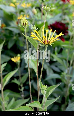 Rudbeckia subtomentosa ‘Little Henry’ dolce coneflower piccolo Enrico - fiori gialli con petali separati quilled, agosto, Inghilterra, Regno Unito Foto Stock