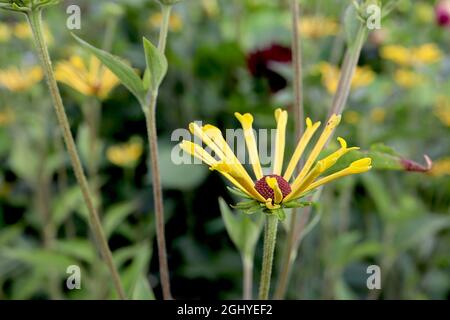 Rudbeckia subtomentosa ‘Little Henry’ dolce coneflower piccolo Enrico - fiori gialli con petali separati quilled, agosto, Inghilterra, Regno Unito Foto Stock