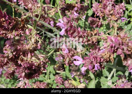 Salvia canariensis Canary Island Sage – densi ravemi verticali di fiori rosa lavanda a due labbri, agosto, Inghilterra, Regno Unito Foto Stock