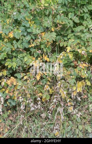 Cerotto di morte MeadowSweet / Filipendula ulmaria foglie in un hedgerow. Era stato precedentemente coperto in una muffa bianca fine. Per piante morenti. Foto Stock