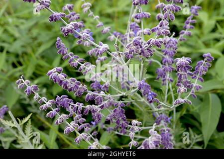 Salvia yangii ‘Blue spire’ Perovskia atriplicifolia Blue spire Sage russo - lunghe paniclette di piccoli fiori viola blu e di calici viola pelosi Foto Stock
