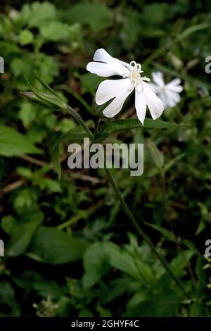 Silene latifolia bianco campion - fiori bianchi a forma di stella e piccole foglie di ovato verde medio, agosto, Inghilterra, Regno Unito Foto Stock