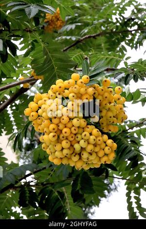 Sorbus aucuparia ‘Autumn Spire’ rowan Cardinal Royal – fitti gruppi di bacche di arancio chiaro e foglie di pinna verde scuro, agosto, Inghilterra, Regno Unito Foto Stock