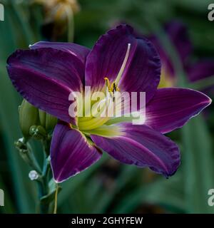 Singolo blu profondo - viola fiore di Hemerocallis in inizio estate Foto Stock