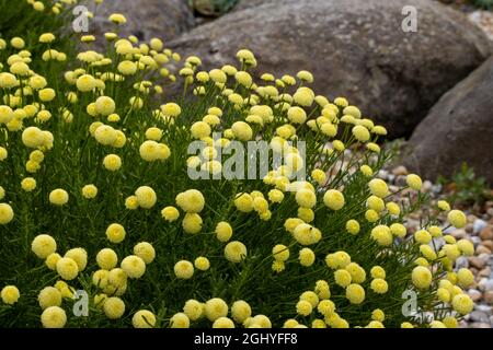 Santolina rosmarinifolia Primrose Gem pianta in fiore in estate Foto Stock
