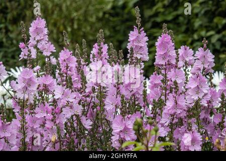 Massa di fiori rosa pallido Sidalcea Elsie Heugh in estate Foto Stock