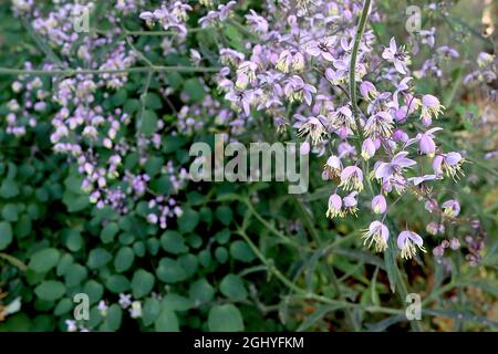 Thalictrum delavayi ‘Ankum’ Prato cinese rue Ankum – paniclette ariose di fiori pendolari di mauve con lunghe stampe bianche con punta gialla, steli alti, Regno Unito Foto Stock