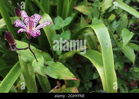 Tricyrtis formosana Dark Beauty Giglio Dark Beauty – fiori bianchi simili alle orchidee con macchie viola irregolari e ampio lance verde scuro lasciare Foto Stock
