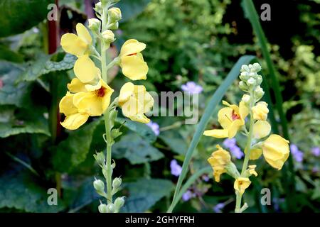 Verbascum chaixii giallo paglierino giallo chiodi di fiori gialli a forma di ciotola con spugne viola soffice, agosto, Inghilterra, Foto Stock