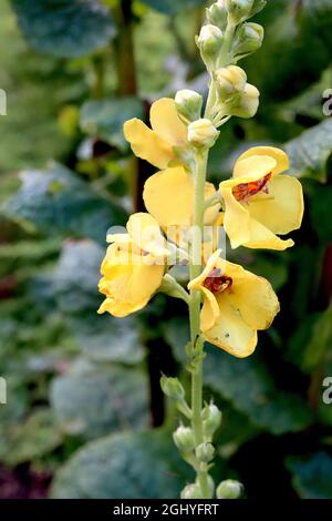 Verbascum chaixii giallo paglierino giallo chiodi di fiori gialli a forma di ciotola con spugne viola soffice, agosto, Inghilterra, Foto Stock