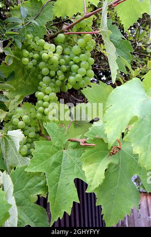 Vitis vinifera vitigno «superiore senza semi» – pani sciolti di uve verdi chiare e grandi foglie di lobi, agosto, Inghilterra, Regno Unito Foto Stock