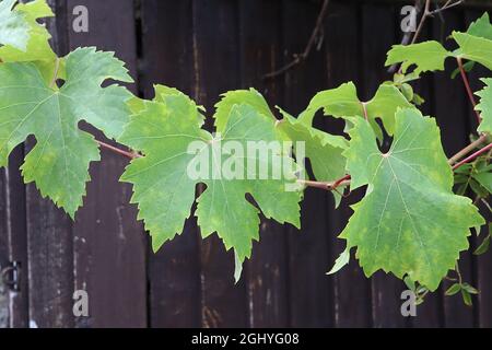 Vitis vinifera vitigno «Superior Seedless» – grandi foglie di lobi, agosto, Inghilterra, Regno Unito Foto Stock